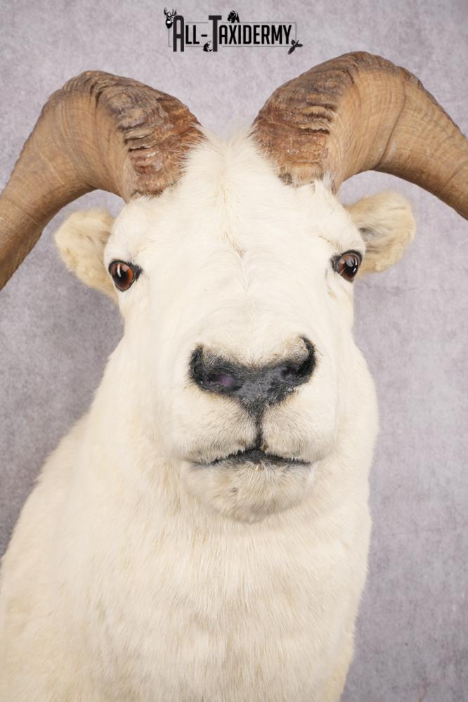 Alaskan Dall Sheep Taxidermy Mount SKU 2625 - Image 6