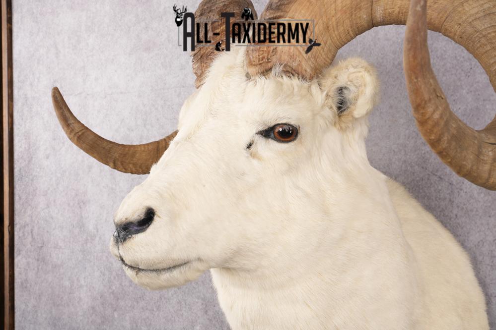 Alaskan Dall Sheep Taxidermy Mount SKU 2625 - Image 4