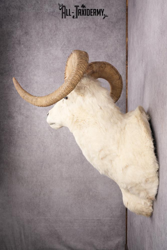 Alaskan Dall Sheep Taxidermy Mount SKU 2625 - Image 3