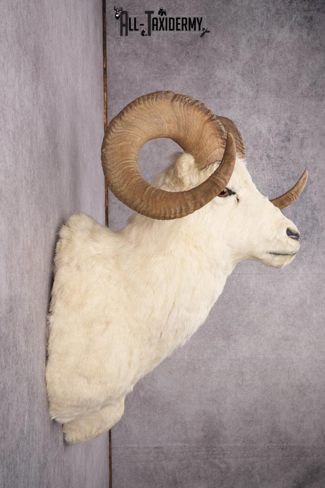 Alaskan Dall Sheep Taxidermy Mount SKU 2625 - Image 2