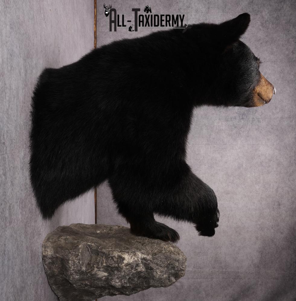 1/2 Mount Black Bear Taxidermy Mount SKU 2624 - Image 7
