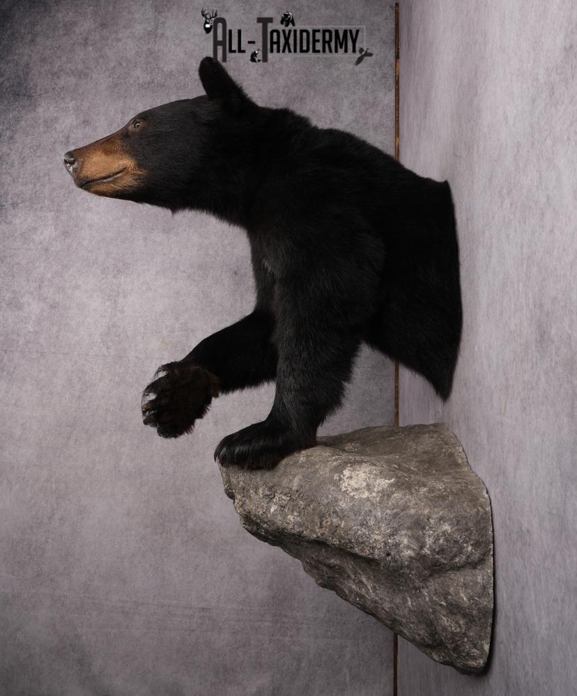 1/2 Mount Black Bear Taxidermy Mount SKU 2624 - Image 8