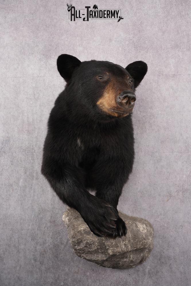 1/2 Mount Black Bear Taxidermy Mount SKU 2624