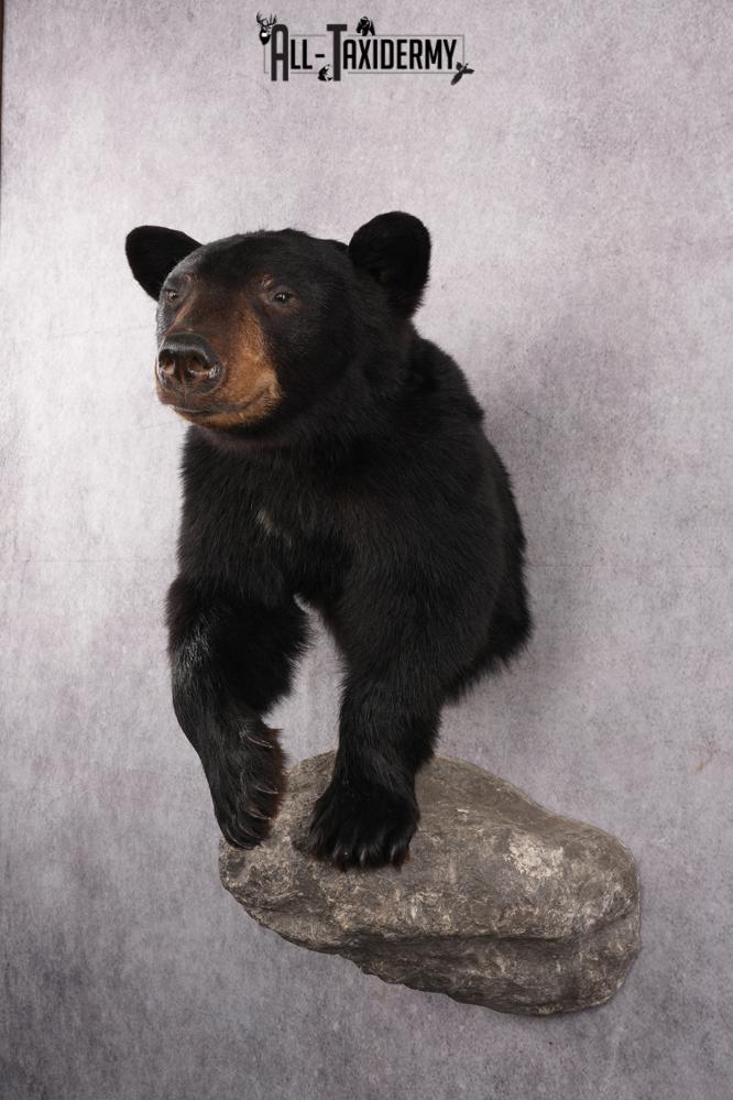 1/2 Mount Black Bear Taxidermy Mount SKU 2624 - Image 3