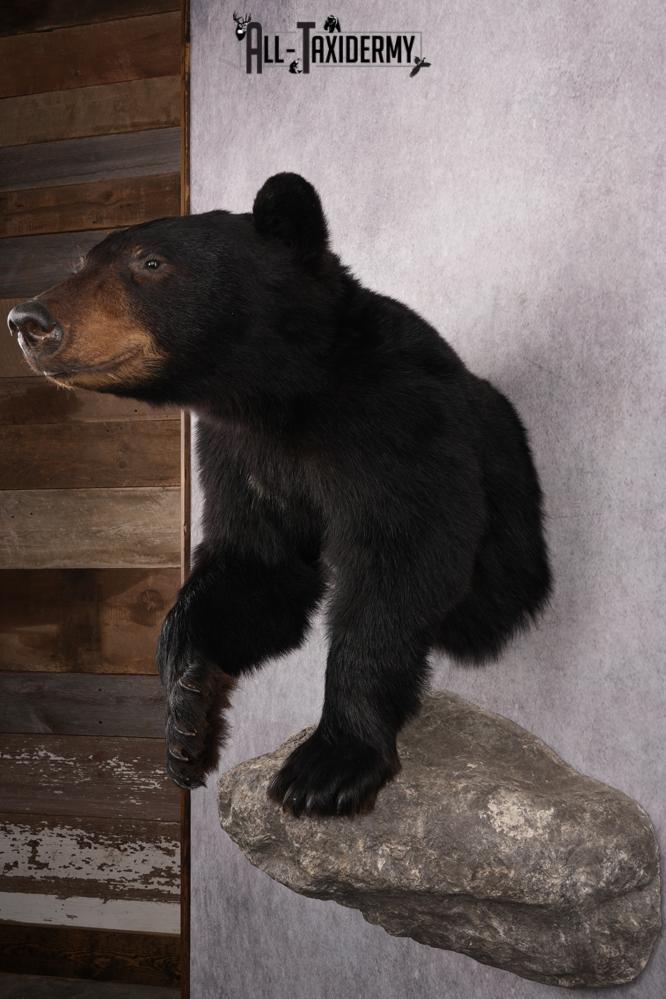 1/2 Mount Black Bear Taxidermy Mount SKU 2624 - Image 6