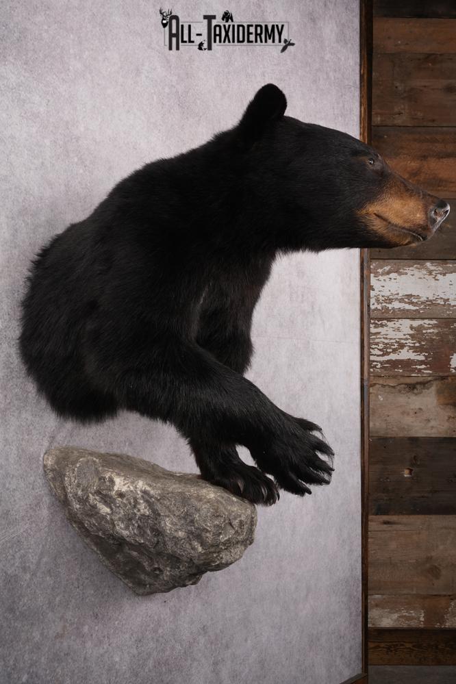 1/2 Mount Black Bear Taxidermy Mount SKU 2624 - Image 4
