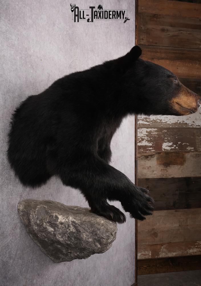 1/2 Mount Black Bear Taxidermy Mount SKU 2624 - Image 5