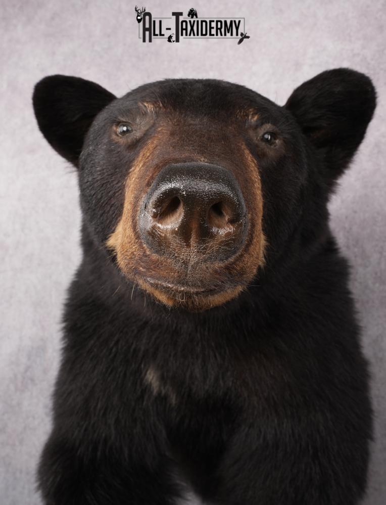 1/2 Mount Black Bear Taxidermy Mount SKU 2624 - Image 13