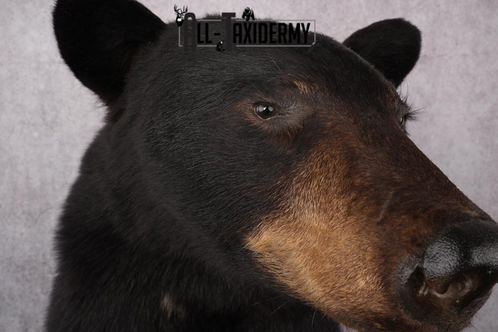 1/2 Mount Black Bear Taxidermy Mount SKU 2624 - Image 12