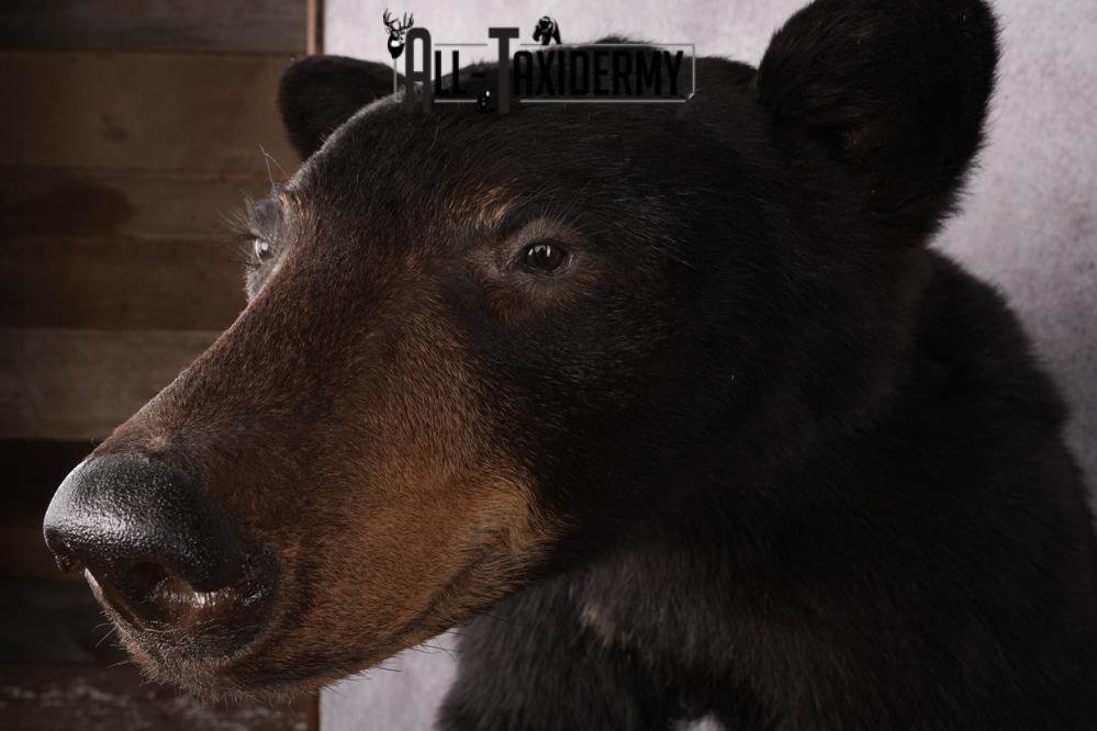 1/2 Mount Black Bear Taxidermy Mount SKU 2624 - Image 11