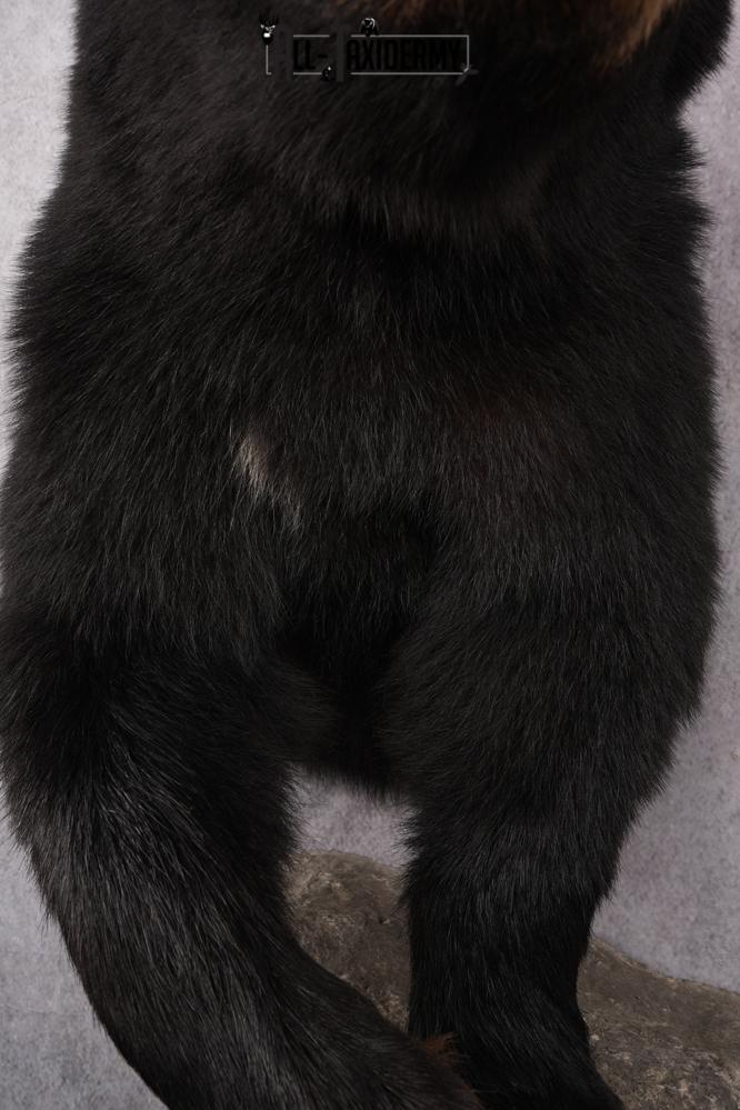1/2 Mount Black Bear Taxidermy Mount SKU 2624 - Image 10