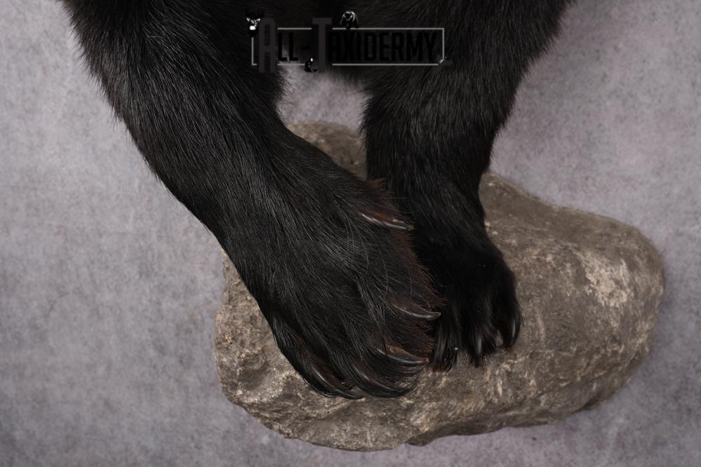 1/2 Mount Black Bear Taxidermy Mount SKU 2624 - Image 9