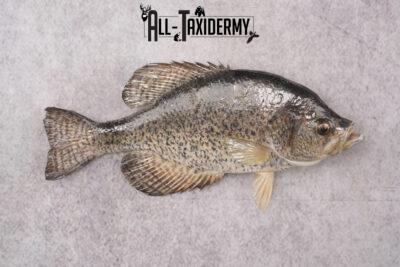 Black Crappie Taxidermy Fish SKU 2613