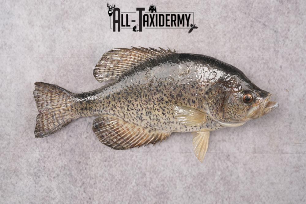 Black Crappie Taxidermy Fish SKU 2613