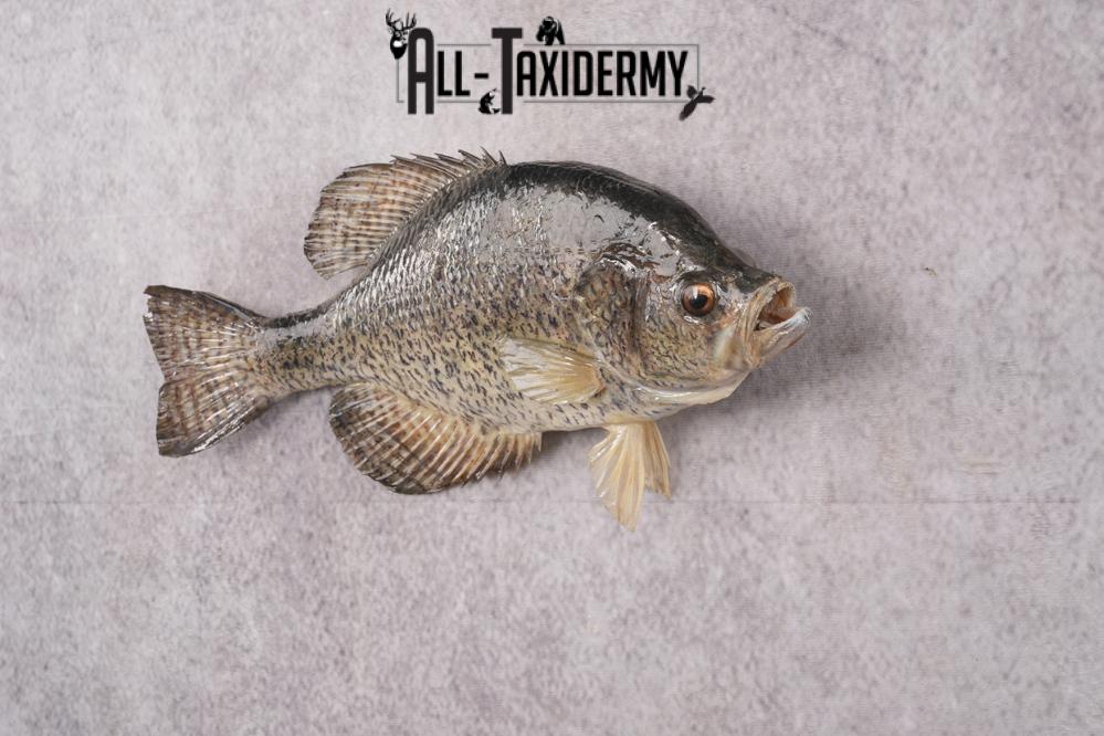 Black Crappie Taxidermy Fish SKU 2613 - Image 7