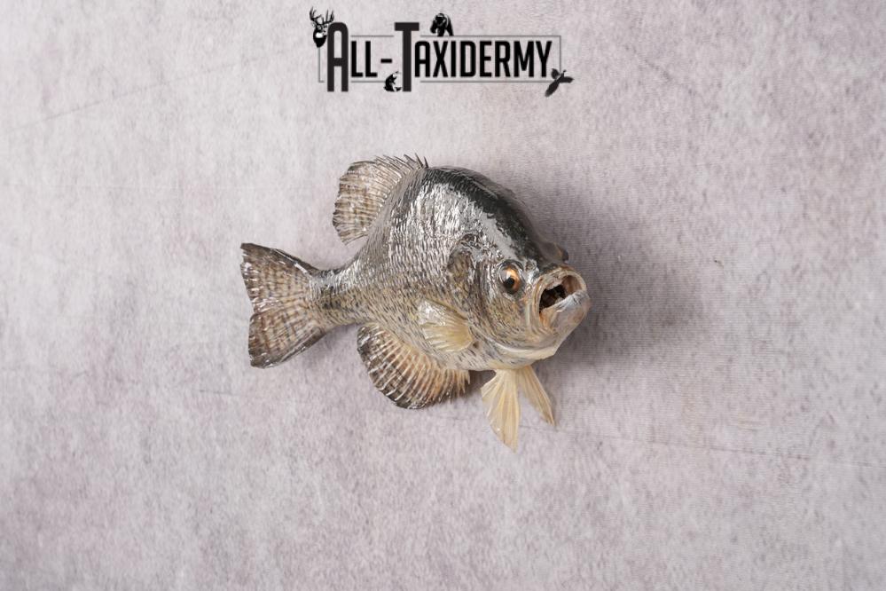 Black Crappie Taxidermy Fish SKU 2613 - Image 6