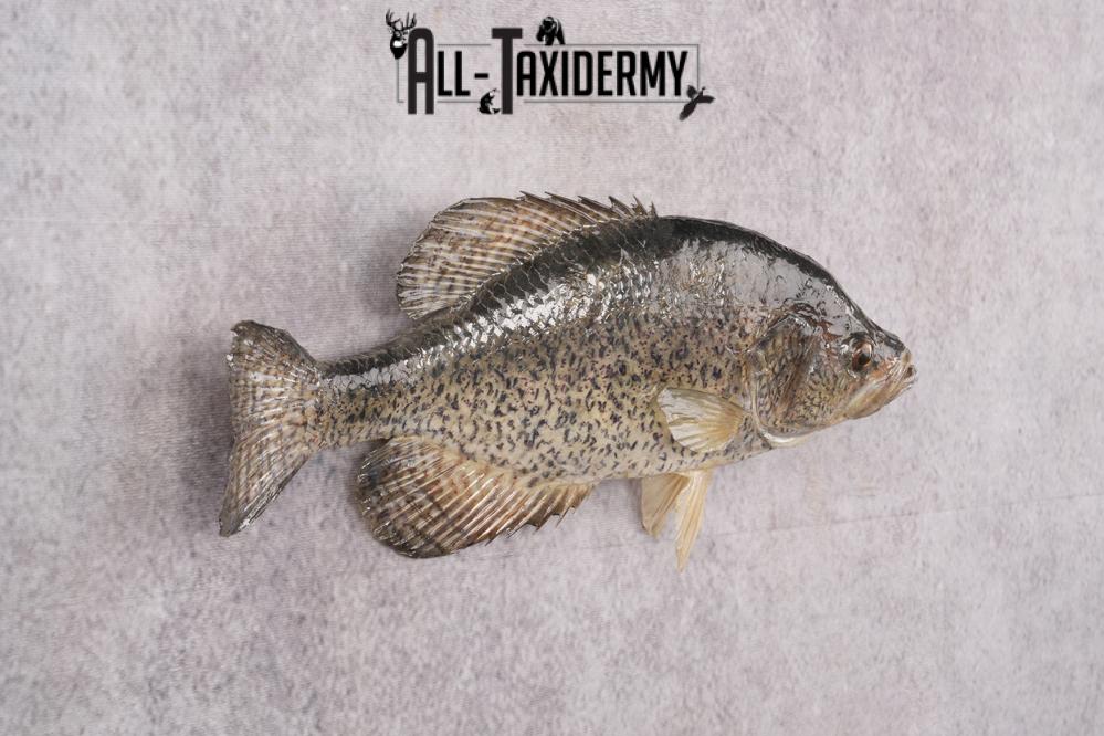 Black Crappie Taxidermy Fish SKU 2613 - Image 5