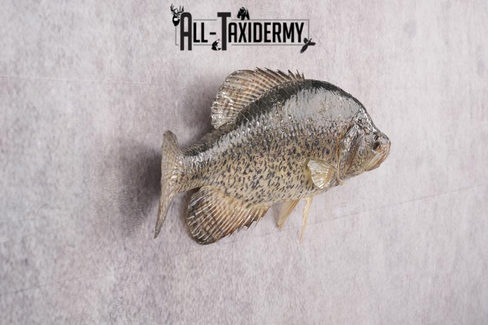 Black Crappie Taxidermy Fish SKU 2613 - Image 4