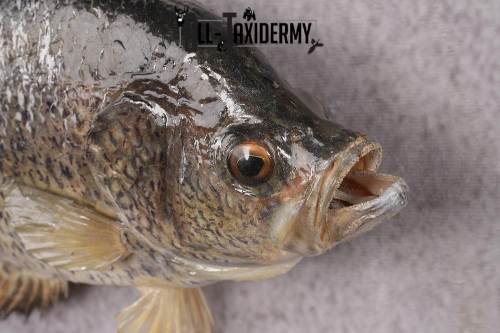 Black Crappie Taxidermy Fish SKU 2613 - Image 3