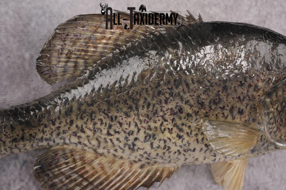 Black Crappie Taxidermy Fish SKU 2613 - Image 2
