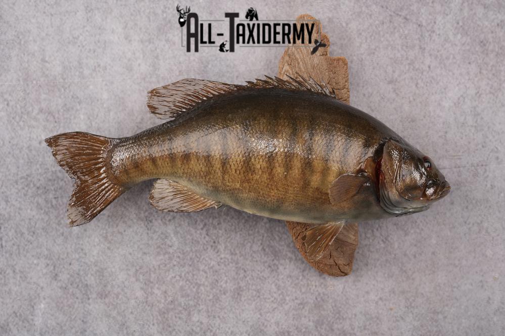 Small Mouth Bass Taxidermy Mount SKU 2623 - Image 9