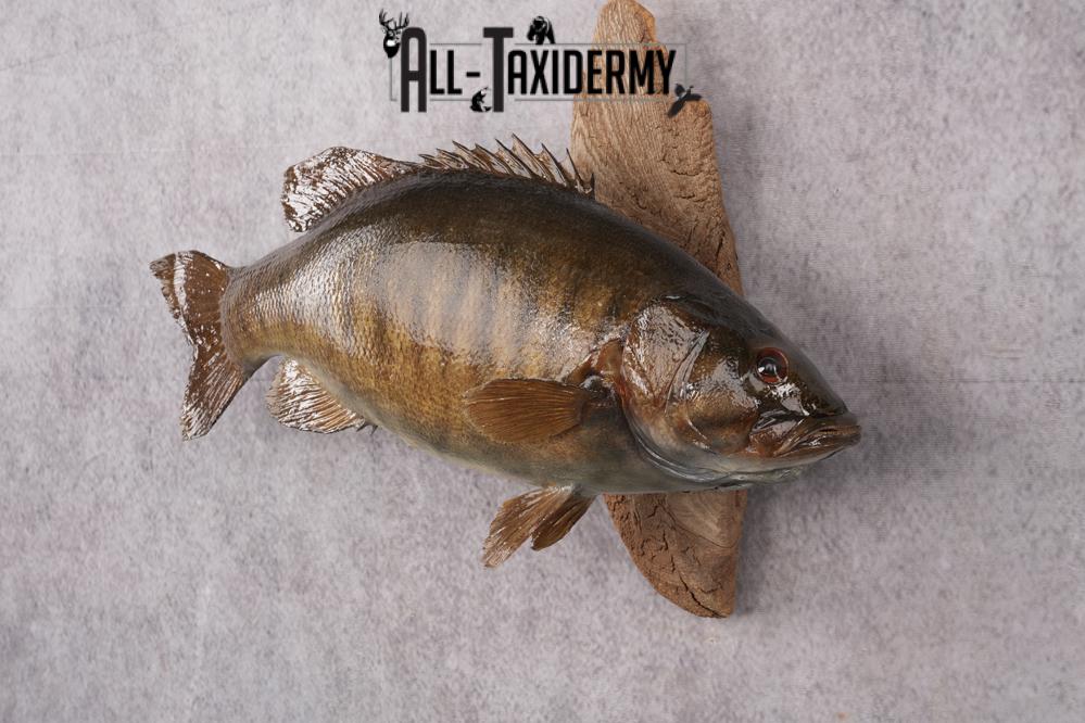 Small Mouth Bass Taxidermy Mount SKU 2623 - Image 2