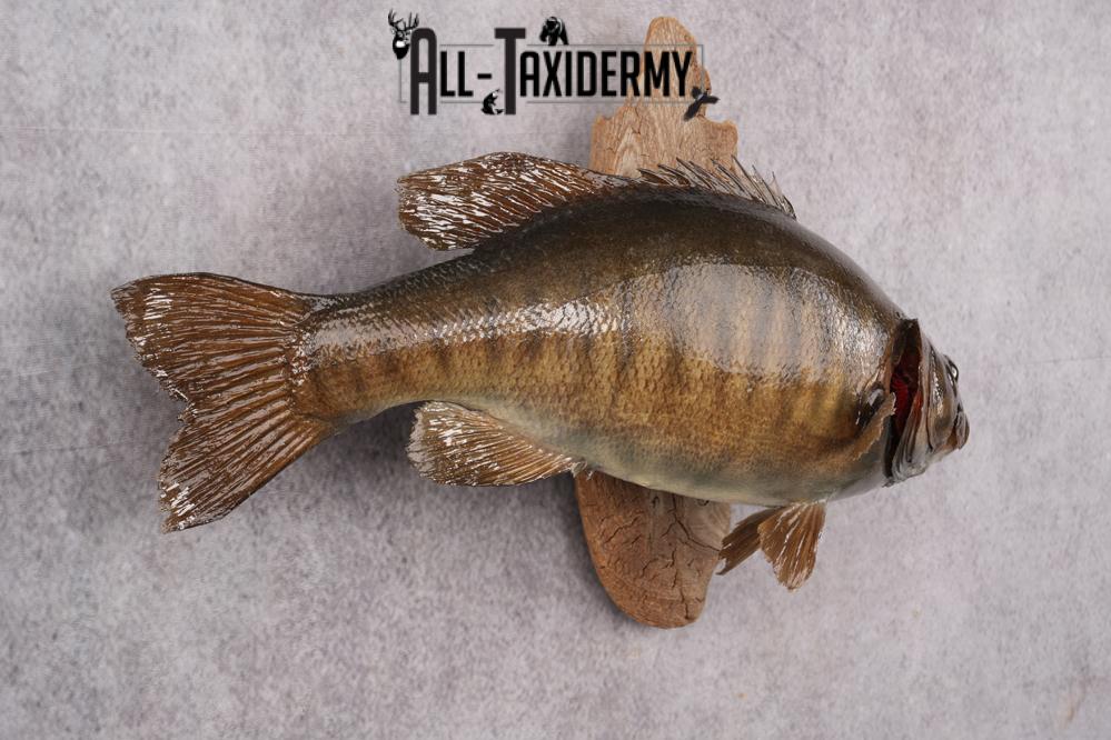 Small Mouth Bass Taxidermy Mount SKU 2623 - Image 7