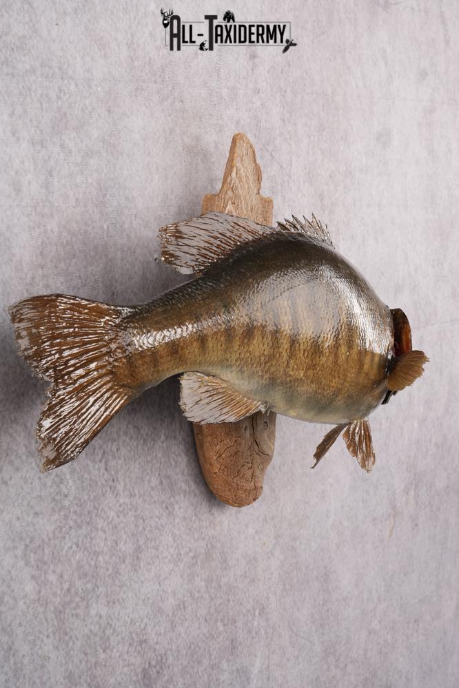 Small Mouth Bass Taxidermy Mount SKU 2623 - Image 6