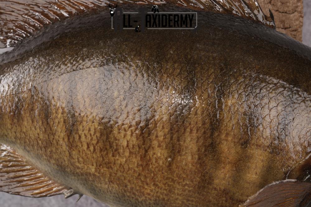 Small Mouth Bass Taxidermy Mount SKU 2623 - Image 5