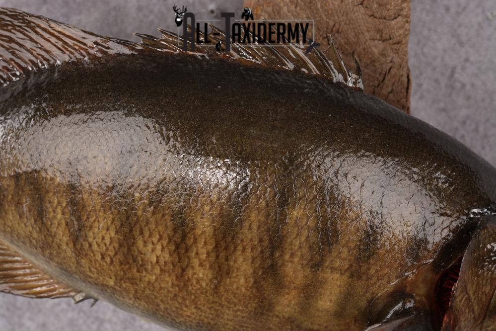 Small Mouth Bass Taxidermy Mount SKU 2623 - Image 4