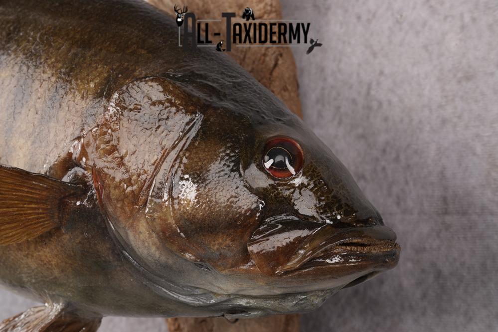 Small Mouth Bass Taxidermy Mount SKU 2623 - Image 3