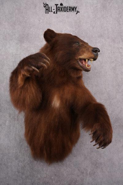 1/2 Body Mount Cinnamon Black Bear Taxidermy Mount SKU 2615