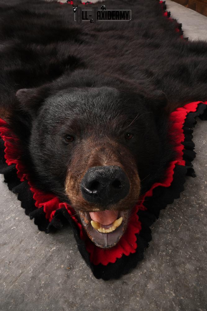 Black Bear Taxidermy Rug SKU 2616 - Image 7