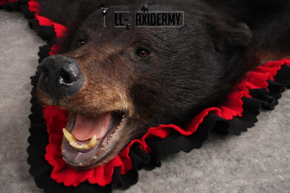 Black Bear Taxidermy Rug SKU 2616 - Image 2