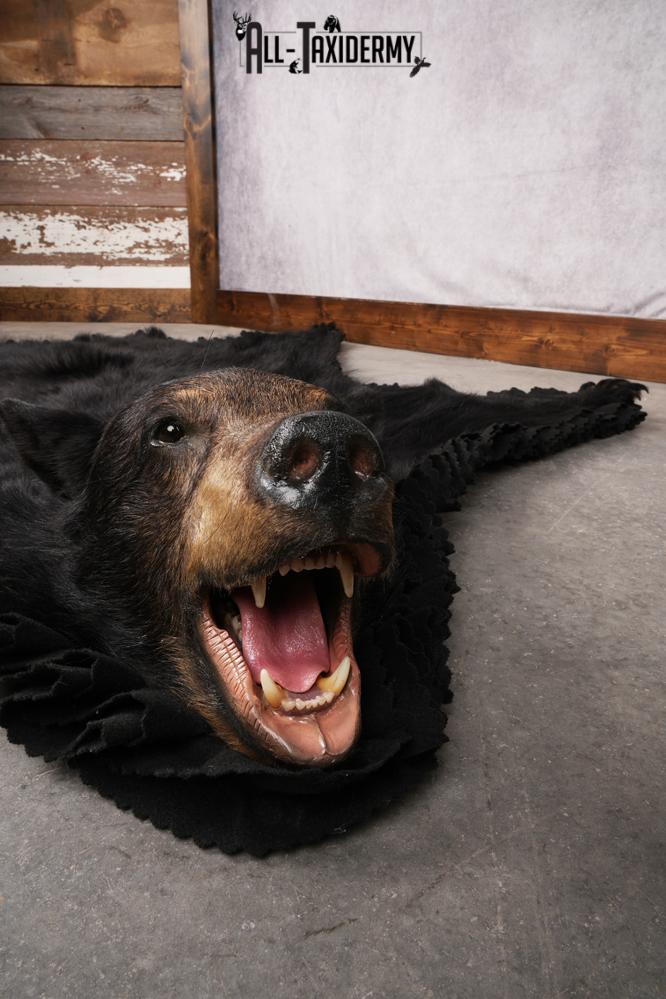 Black Bear Taxidermy Rug SKU 2609 - Image 8
