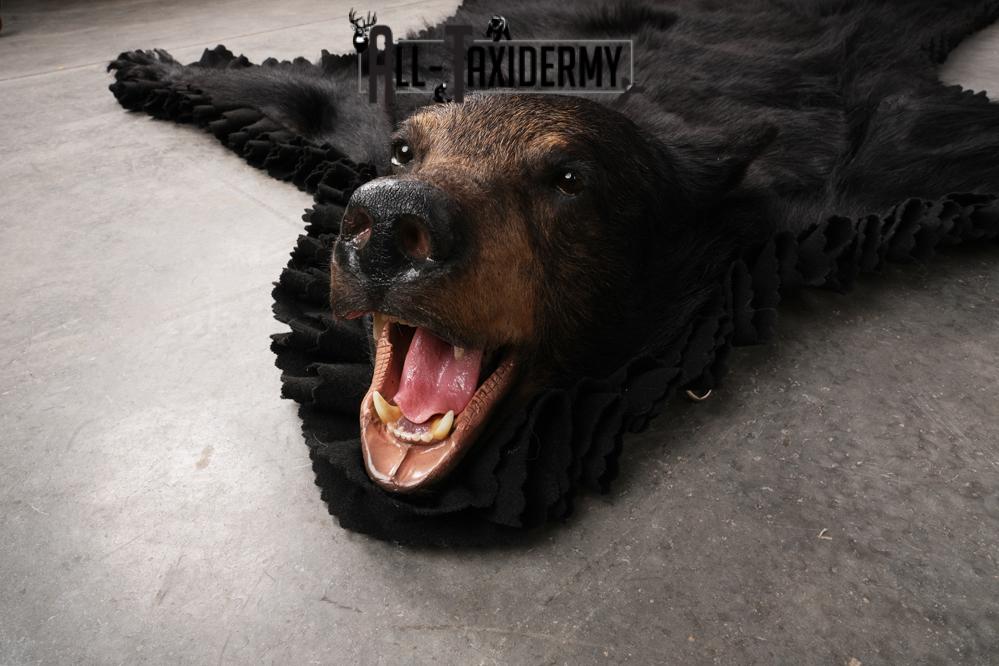 Black Bear Taxidermy Rug SKU 2609 - Image 7