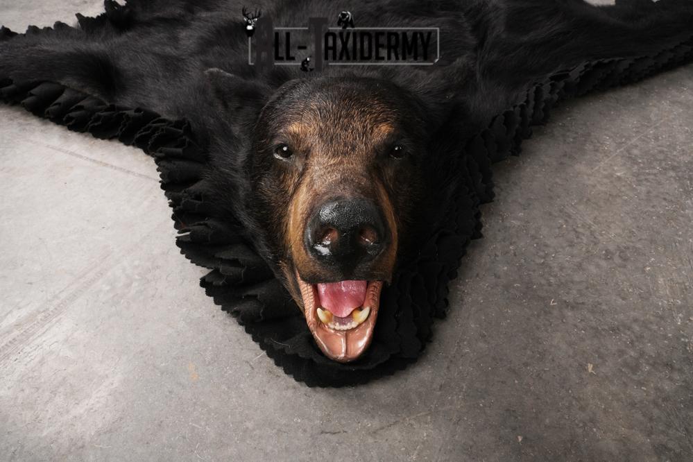 Black Bear Taxidermy Rug SKU 2609 - Image 6