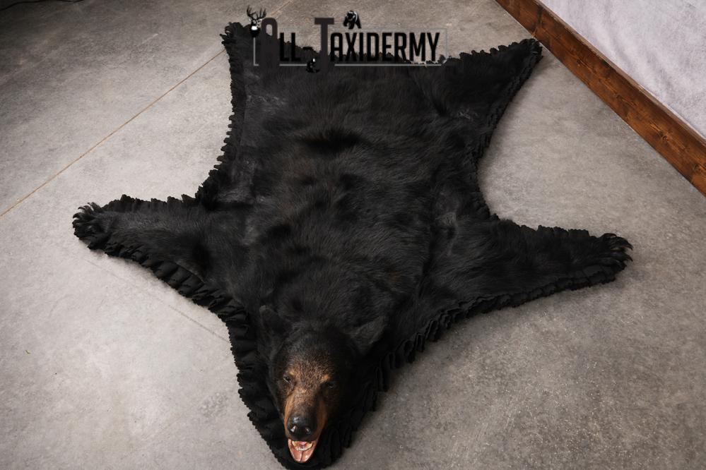 Black Bear Taxidermy Rug SKU 2609 - Image 5