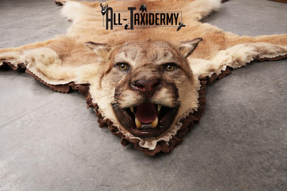 Mountain Lion Taxidermy Rug SKU 2610 - Image 6