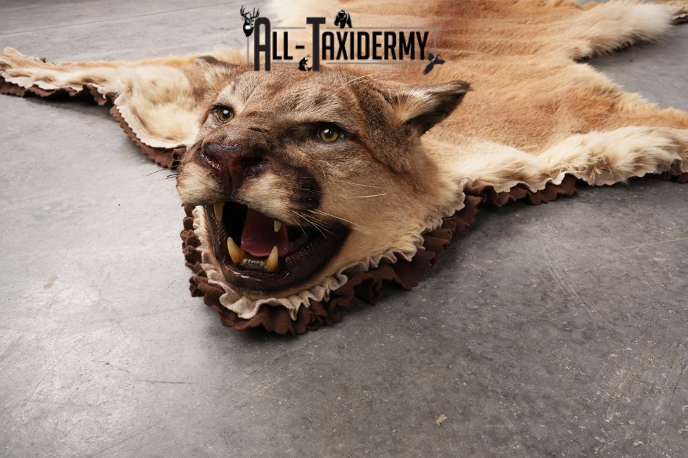 Mountain Lion Taxidermy Rug SKU 2610 - Image 5