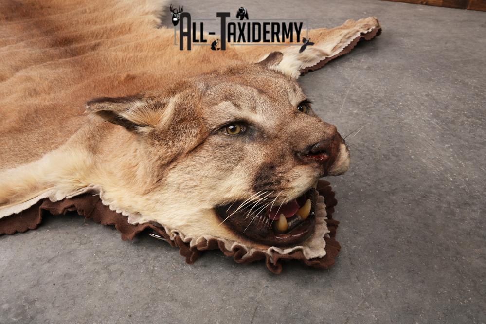 Mountain Lion Taxidermy Rug SKU 2610 - Image 4