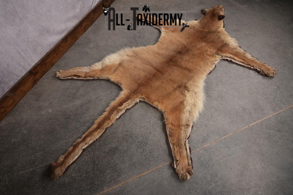 Mountain Lion Taxidermy Rug SKU 2610 - Image 3