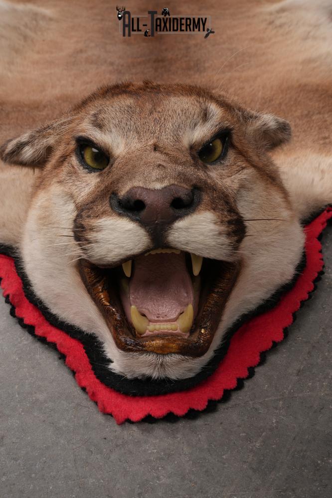 Mountain Lion Taxidermy Mount SKU 2608 - Image 7