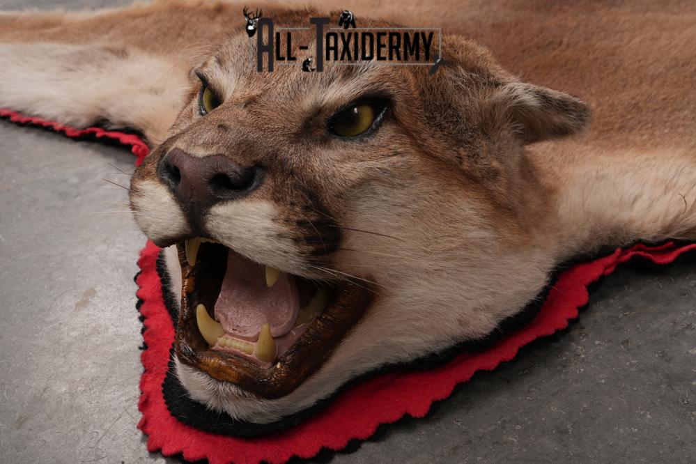 Mountain Lion Taxidermy Mount SKU 2608 - Image 6