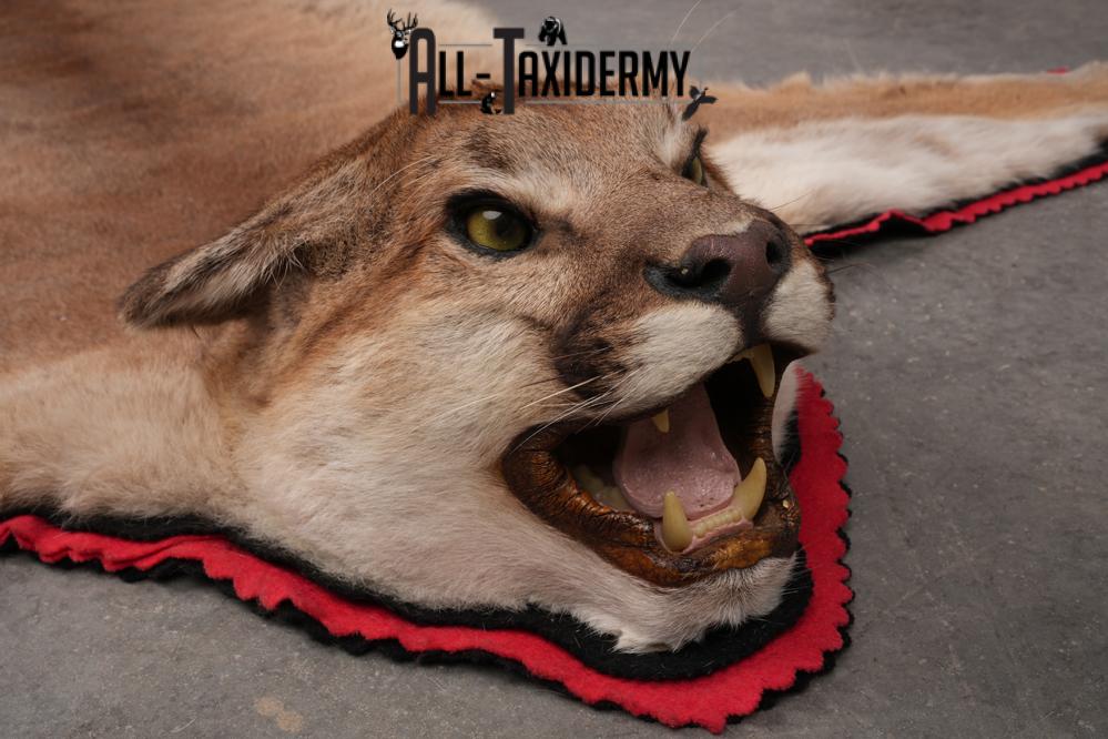 Mountain Lion Taxidermy Mount SKU 2608 - Image 5