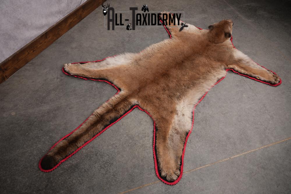 Mountain Lion Taxidermy Mount SKU 2608 - Image 4