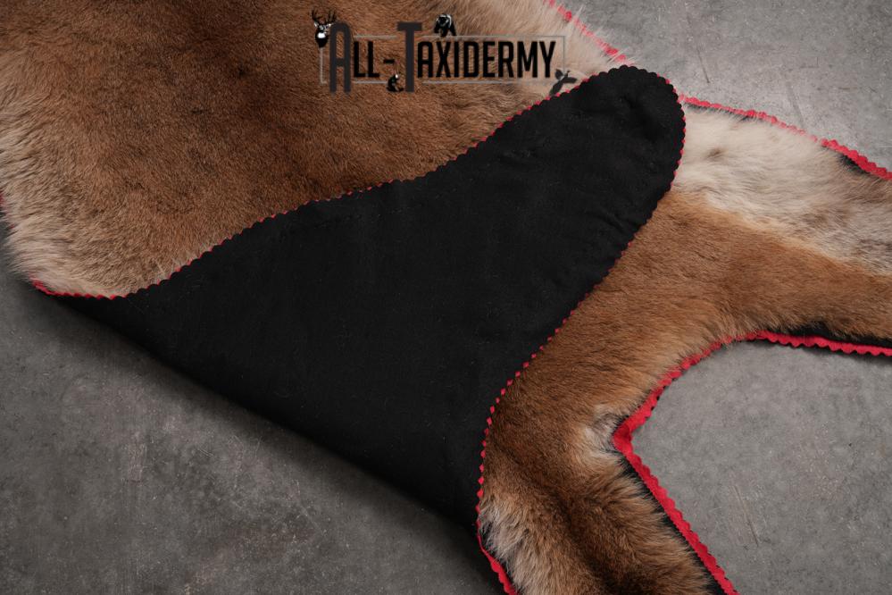 Mountain Lion Taxidermy Mount SKU 2608 - Image 2