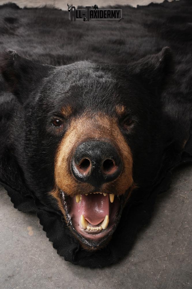 Black Bear Taxidermy Rug SKU 2607 - Image 6
