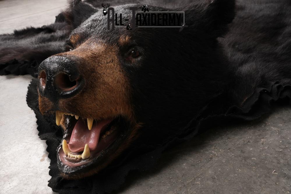 Black Bear Taxidermy Rug SKU 2607 - Image 5