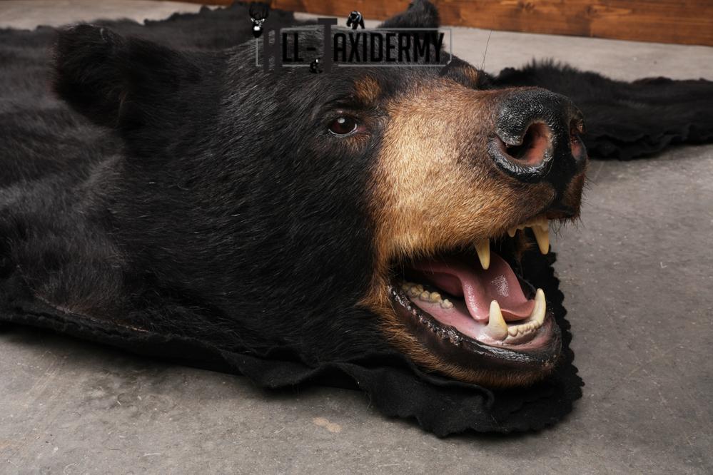 Black Bear Taxidermy Rug SKU 2607 - Image 4